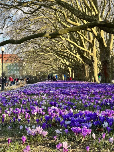 s.....i - Wiosna zawitała do Szczecina.

#wiosna #kwiaty #szczecin #polska #rosliny...