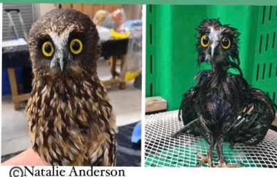 cheeseandonion - >Morepork Owl called Ruru at New Zealand's Wildbase Recovery Centre ...