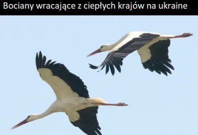 Gdanio - #ukraina #heheszki #kradzionememe