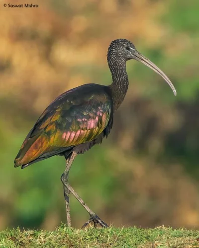 Lifelike - Ibis kasztanowaty (Plegadis falcinellus) 
Autor
#photoexplorer #fotograf...