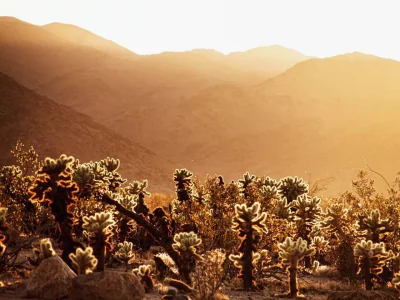 Borealny - Kaktusy "Haloed Cholla" o zachodzie słońca w Parku Narodowym Joshua Tree
F...