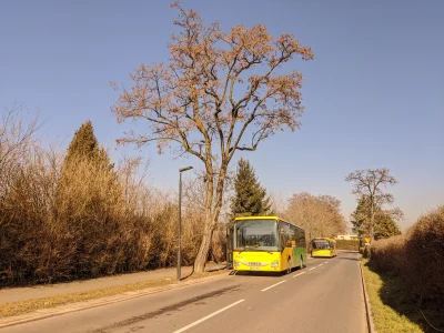 sylwke3100 - Dwa żółte autobusy linii 663 i 0 odpoczywają niedaleko przystanku Pszcze...
