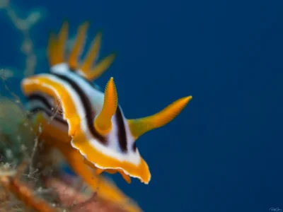 Borealny - Pyjama Slug (Chromodoris quadricolor)
Fot. Rafi Amar

Więcej dziwnych stwo...