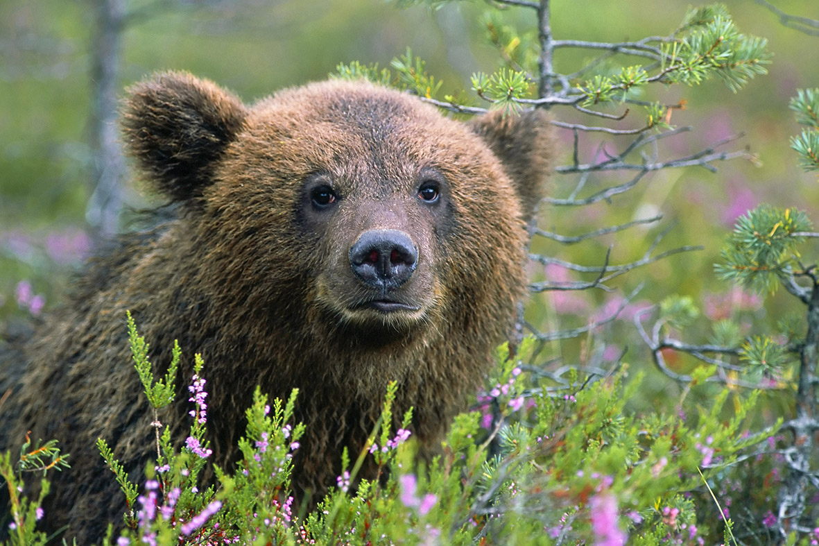 Бурый медведь Кузнецкий Алатау
