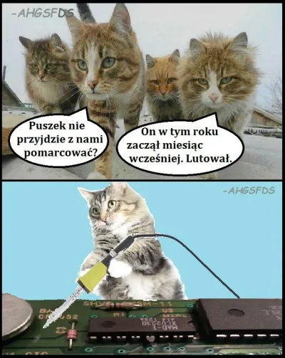 vikop-ru - Zajumałem obrazek, no ale kto by nie zajumał ( ͡º ͜ʖ͡º)

#koty
#koteczk...
