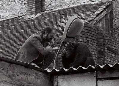 Muszu96 - Dyrektor zoo "nakłania" do powrotu szympansa który uciekł z klatki. Belgrad...