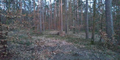 Czlowiekiludz_zarazem - Chodziłem późno po lesie i się zdziwiłem, że leśne sarny się ...