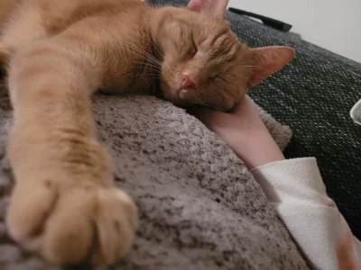 karmelkowa - Nie śpię bo tęsknię za moim kotkiem :'(
#koty #karmel
Edit 
1.5 tygodnia...
