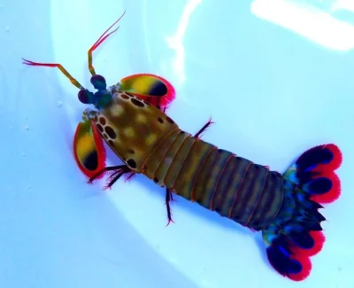 I.....j - > mantis shrimp

@m_silvus: A to się chyba nie zmieści do mojego akwarium...
