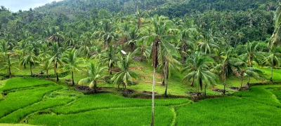 polcunt - Pozdrawiam wykopkow z Filipin. 26 stopni w nocy, 35 w dzień, lasy palm koko...