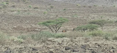 jarezz - Jadąc do #kenia myślałem, że zobaczę słonie, zebry, żyrafy, lwy i wszystkie ...