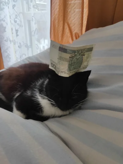 Bajo-Jajo - kot z banknotem na głowie (⌐ ͡■ ͜ʖ ͡■)