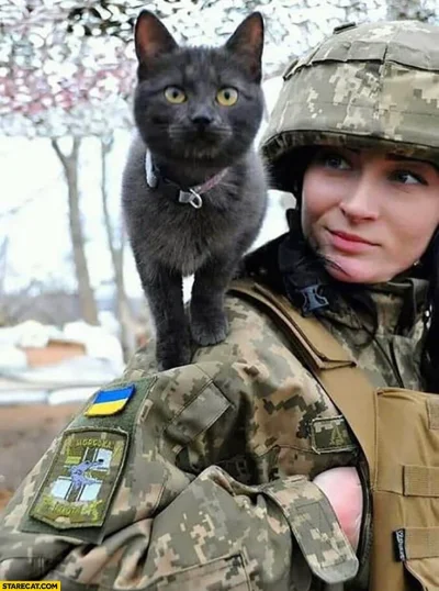 Dominic_Decoco - #wojna #ukraina #koty #ladna