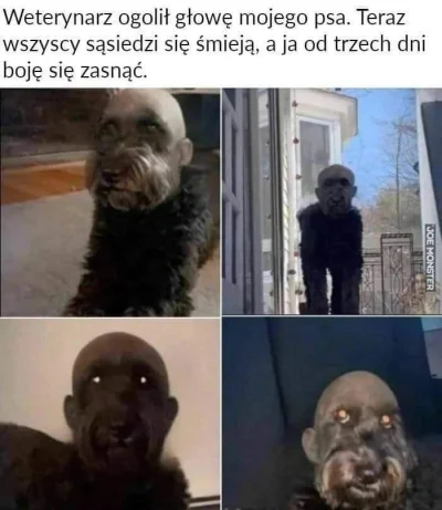 k4yt3k - #heheszki #smiesznypiesek #zwierzaczki