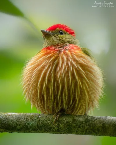 Lifelike - Kusogorzyk kreskowany (Machaeropterus striolatus)
Autor
#photoexplorer #...