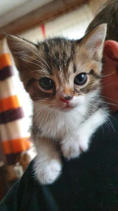 sradam - UWAGA! UWAGA! CUTENESS OVERLOAD!
Mój przepiękny kot Rysio skończył roczek, ...