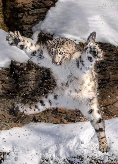 f.....d - #smiesznypiesek #zwierzeta #snowleopard