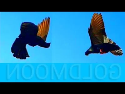 Bartholomew - Gołębie bywają uwarunkowane genetycznie do wykonywania takich akrobacji...