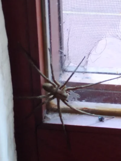 Sewen7777 - co to za pająk i czy mam się go bać? 

Ameryka Południowa 

#pajaki