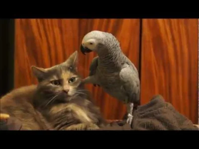 starnak - Parrot annoys cat