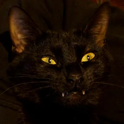 Lenalee - trochę kot, trochę wampir, czasem lata jak nietoperz 
SPOILER
