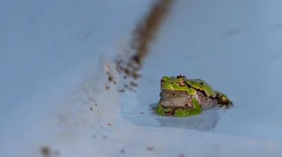 asdfghjkl - Wlazła do basenu żaba z pajonkiem na głowie, nikt jej nie poratuje, nikt ...