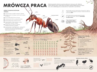 Lifelike - #graphsandmaps #nauka #biologia #entomologia #myrmekologia #owady #mrowki ...
