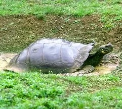 rankors - Żółwie słoniowe z wyspy Santiago (Chelonoidis darwini) to jeden z najbardzi...