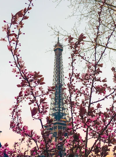 angelo_sodano - #paryz #fotografia #francja #wiosna #natura #viareddit