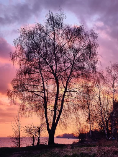 ramirezvaca - Takie tam drzewko przy zachodzie słońca, gdzieś w Polsce :)

#drzewa ...