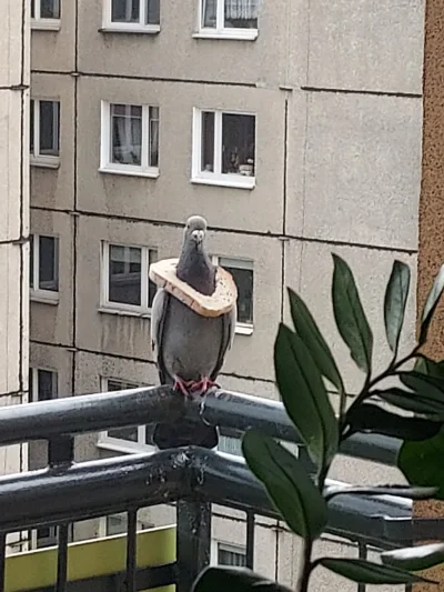 zajelimilogin - Gołąb z kromką chleba na szyi przyleciał dziś na mój balkon xD
#c----...