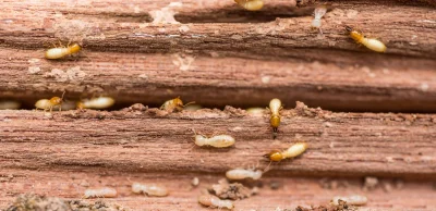 B.....P - To nie są żadne pluskwy, ale kolonia termitów mieszkająca/żerująca na krześ...