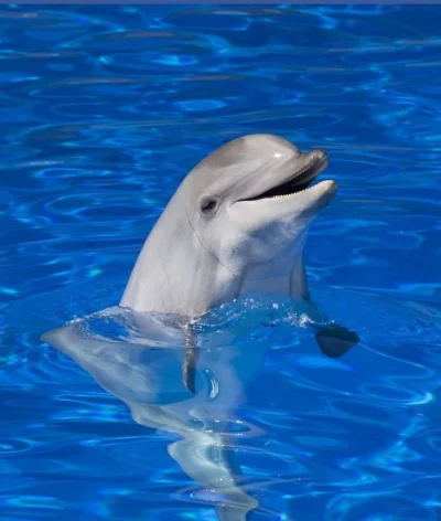 kartofel322 - #delfin #kartofelwpis