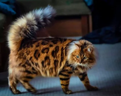 Masterczulki - Cashmere / Long Haired Bengal
#bengal #koty