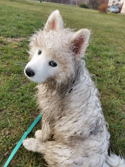 LomanaLuaLua - to wina tego drugiego samoyeda_
#samoyed #pies #pokazpsa