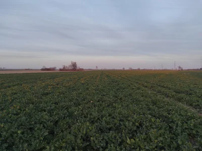 TrzyGwiazdkiNaPagonie - Stan rzepaku chłopskiego na dzień dzisiejszy, ojciec chyba po...