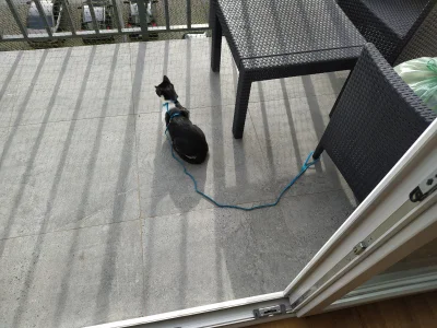 Chomiczenko - #koty #pokazkota #kitku 

Kitqu na balkonie