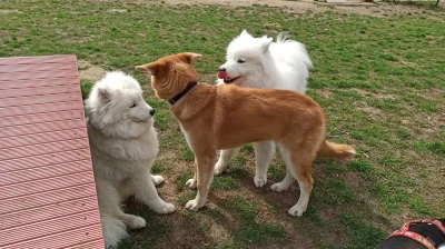 M_longer - Loki polubił nową koleżankę, Candy niekoniecznie :D

#niedzwiedzpolujacyna...