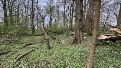 K.....u - Chłop znowu w lesie i tak dopóki będę mógł chodzić, to po tych zasranych la...