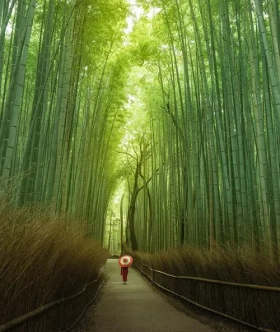 starnak - Bambusowy las w Kioto, Japonia #natura #las #japonia #ciekawostki