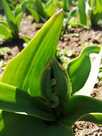 cirilla1989 - Tulipany już łebki wychylają (｡◕‿‿◕｡)

#ogrodkatarzyny #ogrodnictwo #...