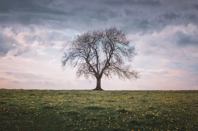 lebele - Samotne drzewo

#boysinbristol #fotografia #podroze #tworczoscwlasna