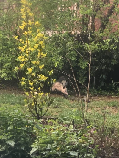 Eattrashdiefast - jakieś dziwne koty mi po ogrodzie chodzą