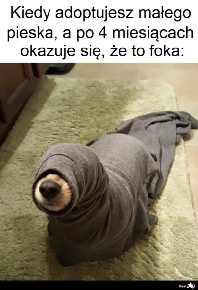 januszzczarnolasu - @lujemujedzikieweze: ( ͡° ͜ʖ ͡°)