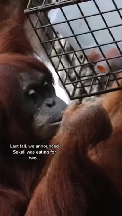 cheeseandonion - Orangutan sumatrzański

#malpy