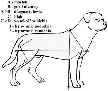 HetmanPolnyKoronny - @vertexnormal: