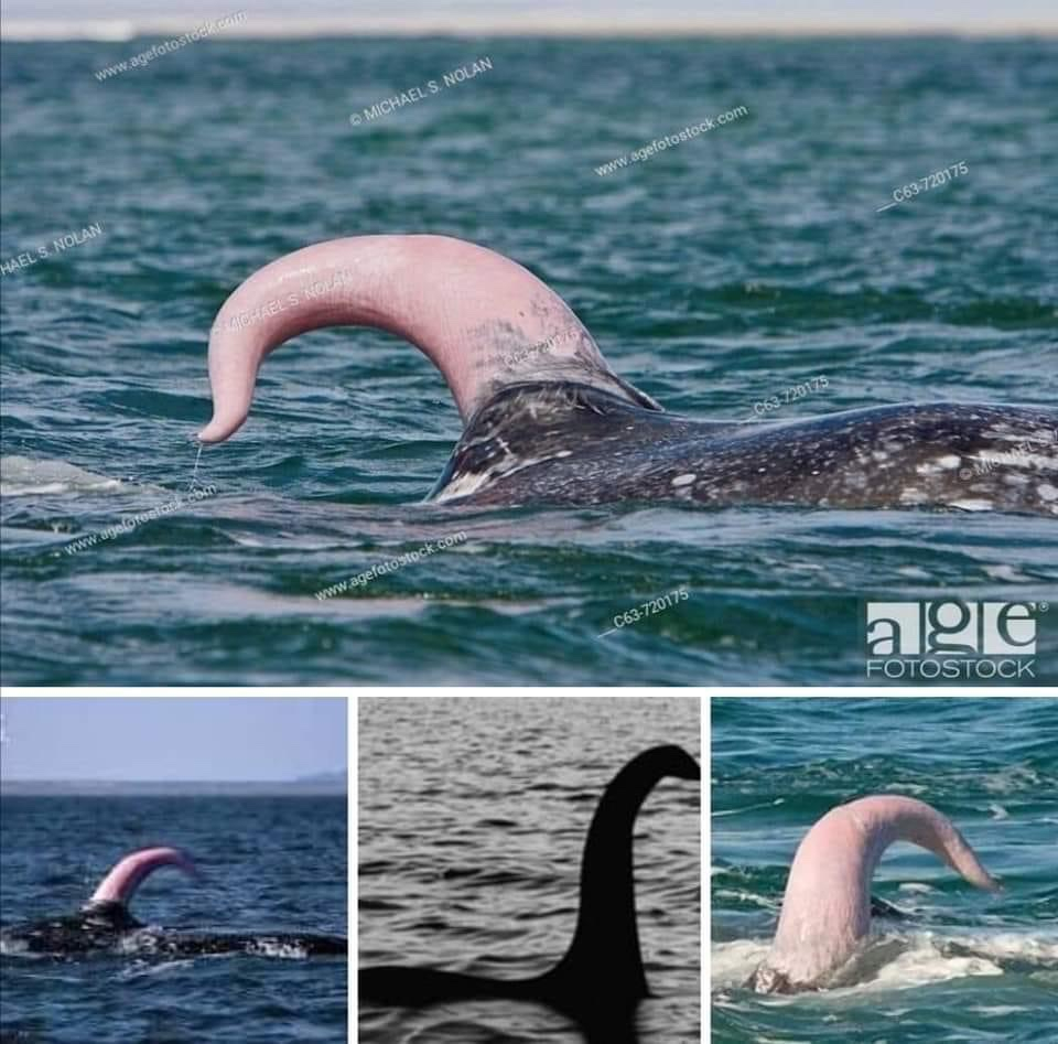 Как выглядит пенис кита