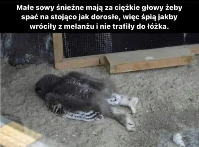 chosenon3 - #ciekawostki #heheszki #humorobrazkowy #smiesznypiesek