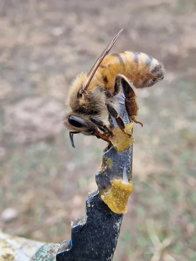 paincreator - Dzień dobry Mirki i Mirabelki.

Wracam z wynikami ostatniego rozdajo (p...