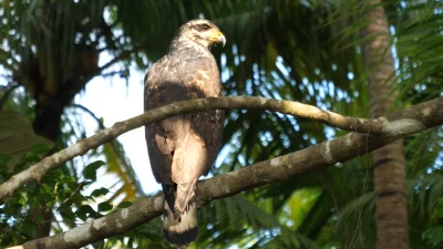 ziolo22 - Czy ktoś może wie jak dokładnie nazywa się ten ptak?
Spotkany w Kostaryce
...